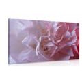 CANVAS PRINT CARNATION PETALS - PICTURES FLOWERS - PICTURES