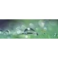 CANVAS PRINT DEW DROP - PICTURES OF NATURE AND LANDSCAPE - PICTURES