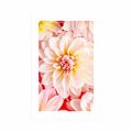 POSTER WITH MOUNT PASTEL DAHLIA FLOWERS - FLOWERS - POSTERS