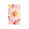 AFFICHE AVEC MONTURE FLEURS DE DAHLIA PASTEL - FLEURS - AFFICHES