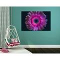 CANVAS PRINT PURPLE GERBERA - PICTURES FLOWERS{% if product.category.pathNames[0] != product.category.name %} - PICTURES{% endif %}
