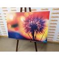 CANVAS PRINT BRIGHT DANDELION - PICTURES FLOWERS - PICTURES