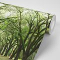 SELF ADHESIVE WALL MURAL TREES IN AN EMBRACE - SELF-ADHESIVE WALLPAPERS - WALLPAPERS