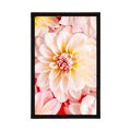 POSTER PASTEL DAHLIA FLOWERS - FLOWERS - POSTERS