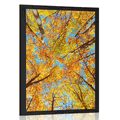 POSTER HERBSTLICHE BAUMKRONEN - NATUR - POSTER