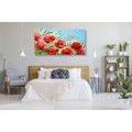 CANVAS PRINT RED POPPIES IN A FIELD - PICTURES FLOWERS - PICTURES