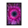 PLAKAT PURPUROWA GERBERA - KWIATY - PLAKATY