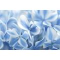 CANVAS PRINT HYDRANGEA FLOWERS IN A BLUE-WHITE SHADES - PICTURES FLOWERS - PICTURES