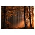 TABLEAU SUR TOILE – LUMIÈRE DORÉE DANS LA FORÊT - TABLEAUX FORÊT - TABLEAUX
