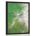 POSTER DANDELION SEED - FLOWERS - POSTERS