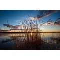 SELF ADHESIVE WALL MURAL GRASS BLADES BY THE LAKE - SELF-ADHESIVE WALLPAPERS - WALLPAPERS