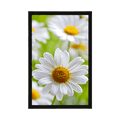 POSTER SPRING MEADOW FULL OF FLOWERS - FLOWERS - POSTERS