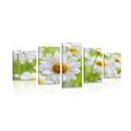 5-PIECE CANVAS PRINT SPRING MEADOW FULL OF FLOWERS - PICTURES FLOWERS - PICTURES