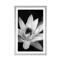 POSTER WITH MOUNT BLACK AND WHITE WATER LILY - BLACK AND WHITE - POSTERS