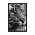 BENGAL TIGER POSTER IN BLACK AND WHITE - BLACK AND WHITE - POSTERS