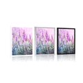 POSTER MAGICAL LAVENDER FLOWERS - FLOWERS - POSTERS