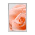 POSTER ROSE IM PFIRSICHTON - BLUMEN - POSTER