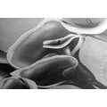 CANVAS PRINT ELEGANT CALLA FLOWERS IN BLACK AND WHITE - BLACK AND WHITE PICTURES - PICTURES