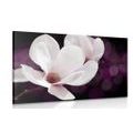 CANVAS PRINT MAGNOLIA FLOWER ON AN ABSTRACT BACKGROUND - PICTURES FLOWERS{% if product.category.pathNames[0] != product.category.name %} - PICTURES{% endif %}