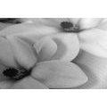 CANVAS PRINT LUXURIOUS MAGNOLIA WITH PEARLS IN BLACK AND WHITE - BLACK AND WHITE PICTURES - PICTURES