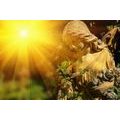 WALL MURAL ANGEL WITH SUN RAYS - WALLPAPERS ANGELS - WALLPAPERS