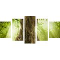 5-PIECE CANVAS PRINT TREE TRUNK - PICTURES OF NATURE AND LANDSCAPE - PICTURES