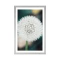 POSTER MIT PASSEPARTOUT WEISSE FLAUSCHIGE PUSTEBLUME - BLUMEN - POSTER