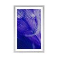 AFFICHE AVEC MONTURE BEAU PISSENLIT DANS UN DESIGN VIOLET - FLEURS - AFFICHES