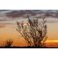 CANVAS PRINT TREE BRANCHES IN THE SUNSET - PICTURES OF NATURE AND LANDSCAPE - PICTURES