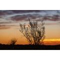 SELF ADHESIVE WALL MURAL BRANCHES IN THE SUNSET - SELF-ADHESIVE WALLPAPERS - WALLPAPERS