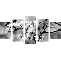 5-PIECE CANVAS PRINT CHERRY BLOSSOM IN BLACK AND WHITE - BLACK AND WHITE PICTURES - PICTURES