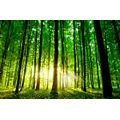 WALL MURAL FRESHNESS OF THE FOREST - WALLPAPERS NATURE - WALLPAPERS