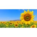 CANVAS PRINT SUNFLOWER FIELD - PICTURES - 🔥 TOTAL SALE 🔥