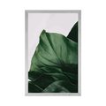 POSTER BEZAUBERNDES BLATT DER MONSTERA - BLUMEN - POSTER