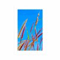 POSTER MIT PASSEPARTOUT WILDES GRAS UNTER BLAUEM HIMMEL - NATUR - POSTER