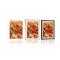 POSTER WITH MOUNT EXOTIC DAHLIA - FLOWERS - POSTERS