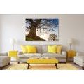 CANVAS PRINT SYMBIOSIS OF TREES - PICTURES OF NATURE AND LANDSCAPE - PICTURES