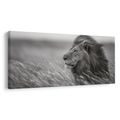 OBRAZ MAJESTÁTNÍ LEV V PŘÍRODĚ - OBRAZY LVI A TYGŘI - OBRAZY