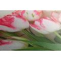 CANVAS PRINT SPRING TULIPS - PICTURES FLOWERS - PICTURES