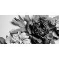 CANVAS PRINT PEONIES IN BLACK AND WHITE - BLACK AND WHITE PICTURES - PICTURES