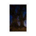 AFFICHE ARBRES DANS UN PAYSAGE NOCTURNE - NATURE - AFFICHES