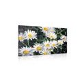 CANVAS PRINT DAISIES IN A GARDEN - PICTURES FLOWERS - PICTURES