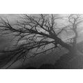 CANVAS PRINT BLACK AND WHITE TREE ON THE MEADOW - BLACK AND WHITE PICTURES - PICTURES
