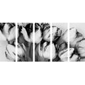 5-PIECE CANVAS PRINT SPRING TULIPS IN BLACK AND WHITE - BLACK AND WHITE PICTURES - PICTURES