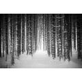 SELF ADHESIVE WALL MURAL BLACK AND WHITE FOREST COVERED IN SNOW - SELF-ADHESIVE WALLPAPERS - WALLPAPERS