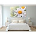 CANVAS PRINT DAISY FLOWERS - PICTURES FLOWERS - PICTURES