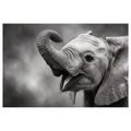 WANDBILD ELEFANTENBABY IN SCHWARZ-WEISS - BILDER VON ELEFANTEN - BILDER