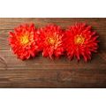 PAPIER PEINT AUTOCOLLANT FLEURS DE DAHLIA SUR BOIS - PAPIERS PEINTS AUTOCOLLANTS - PAPIER PEINT