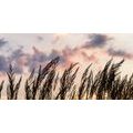 CANVAS PRINT GRASS AT SUNSET - PICTURES OF NATURE AND LANDSCAPE - PICTURES