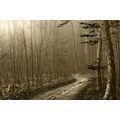 CANVAS PRINT SEPIA PATH TO THE FOREST - PICTURES OF NATURE AND LANDSCAPE - PICTURES